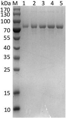 Improved catalytic performance and molecular insight for lipoxygenase from Enterovibrio norvegicus via directed evolution